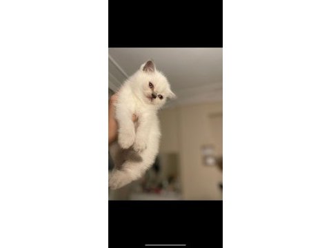Üç tane british shorthair bebekler