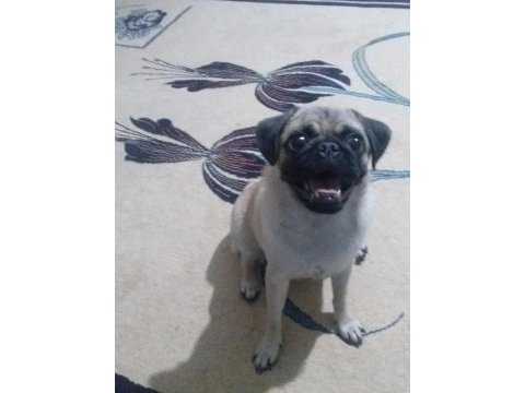 1 yaşında dişi pug