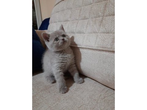 2 aylık british shorthair yavrular