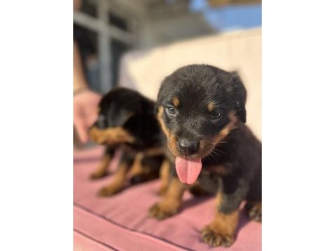 Rottweiler yavrular yeni yuvasını arıyor
