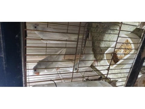 Yetişkin albino sultan papağanları