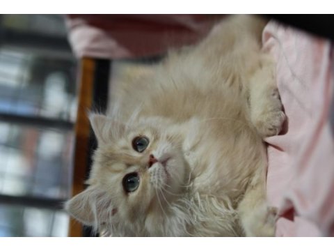 British longhair erkek