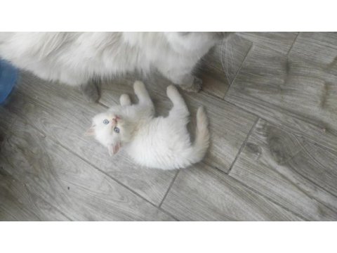 2 aylık son kalan süt beyaz erkek british longhair