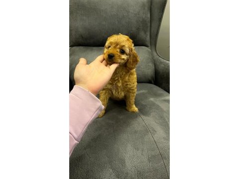 4 yavru toy poodle