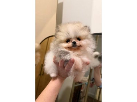 Pomeranian boo ayı surat bal