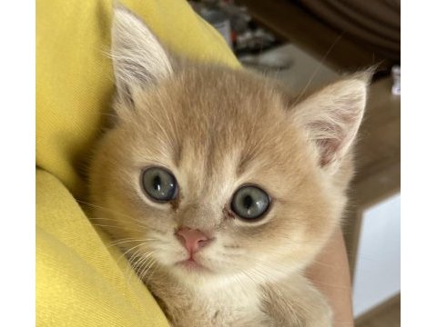 3 aylık erkek ay11 british shorthair