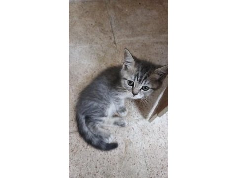 Bu british shorthair güzellik kaçmaz