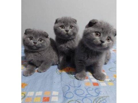 Elit patiler farkıyla scottish fold yavrular