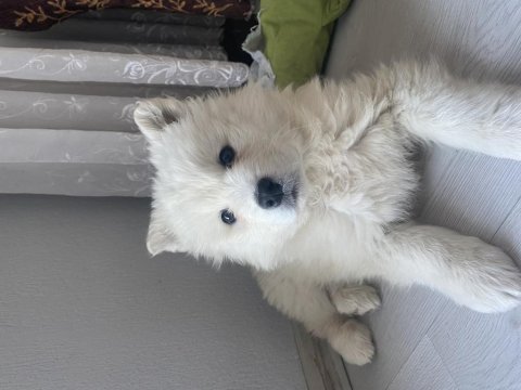 Dişi samoyed