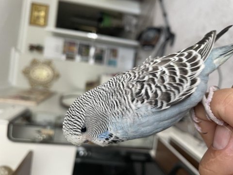 45 günlük şov jumbo ele alışkın
