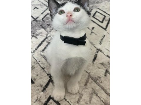 Mars 4 aylık erkek bir kedi acil yuva arıyoruz