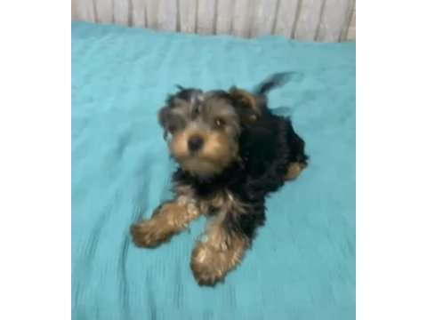 Teker yorkshire terrier