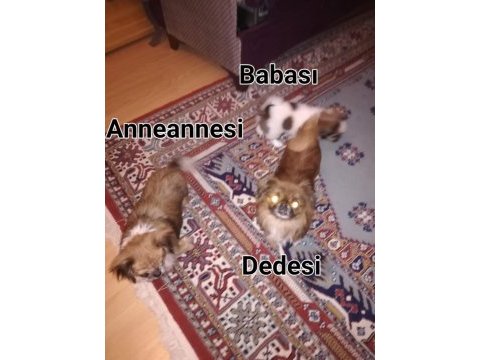 45 günlük pekinez mama yiyor erkek safkan
