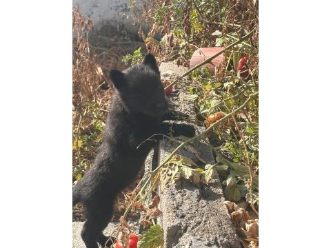 A+ kalite belçika kurdu yavruları