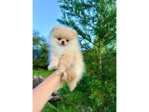 Teddy face pomeranian
