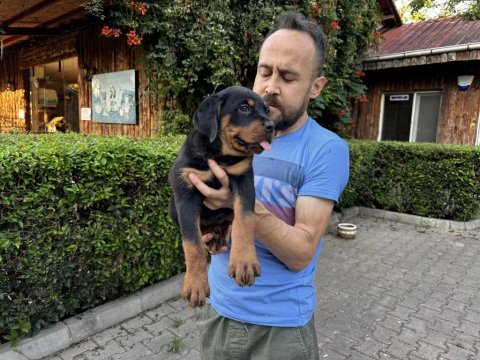 Rottweiler yavrularımız