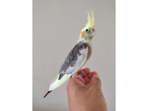 Bebek sultan papağanı