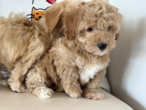 Petmode köpek çiftliğinde ziyarete açık maltipoo