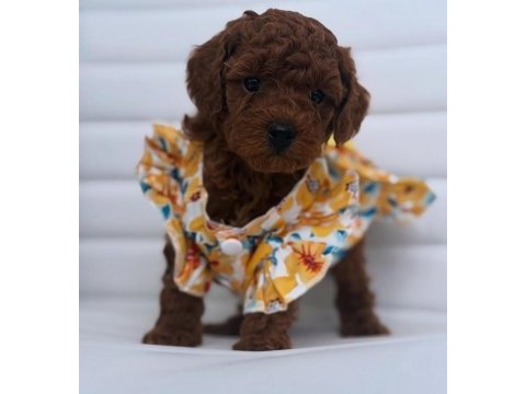 Özel toy poodle yavruları görüntülü görün