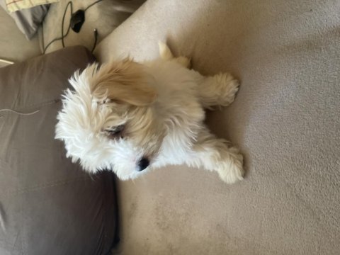 Safkan maltese terrier