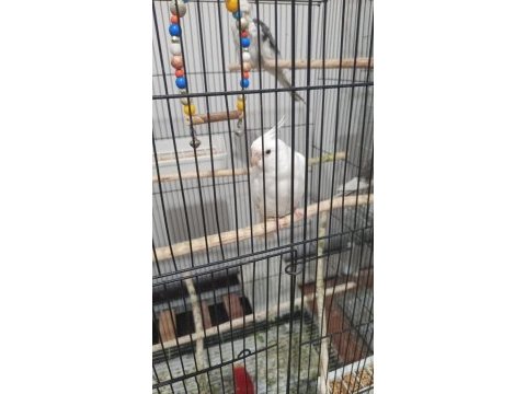 Albino sultan papağanı erkek yavru