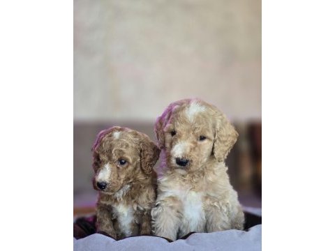 Standart poodle yavrular