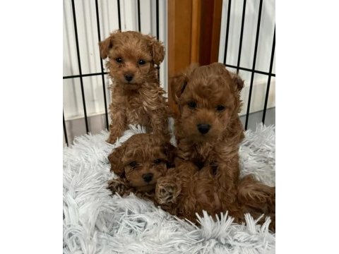 Aile ortamından toy poodle yavrusu
