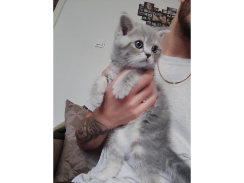 2 aylık sütten kesilmiş scottish fold yavruları