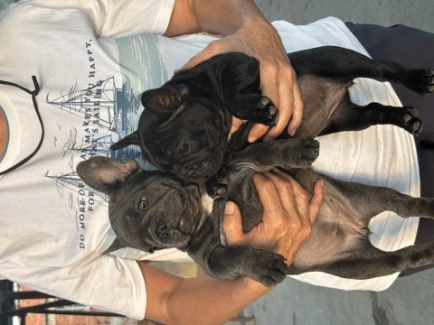 Blue ve black kaliteli french bulldog yavruları