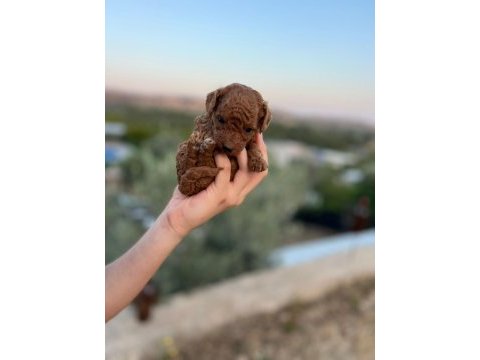 Safkan, saglık ve ırk garantılı 1 aylık toy poodle yavrular
