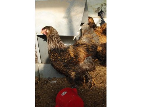 Gold laced brahma kuluçkalık yumurta & civciv