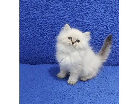 Yeni yuvasına gitmeye hazır  british ponçik longhair