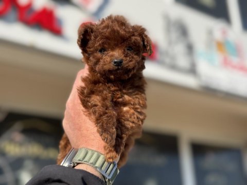 4 aylık micro tea cup kore poodle 500 gr