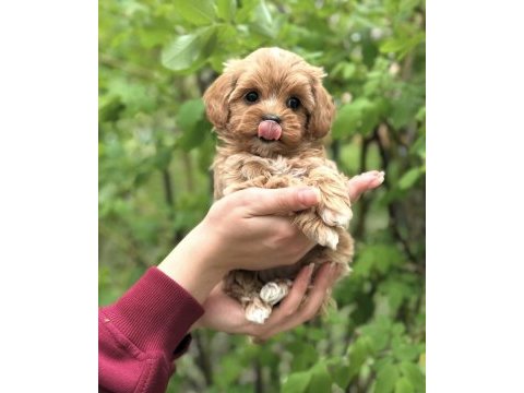 Şeker maltipoo yavrularımız