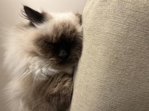 Kedimiz toprak ragdoll