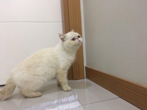 Dişi kedimiz mia yı sahiplendiriyoruz