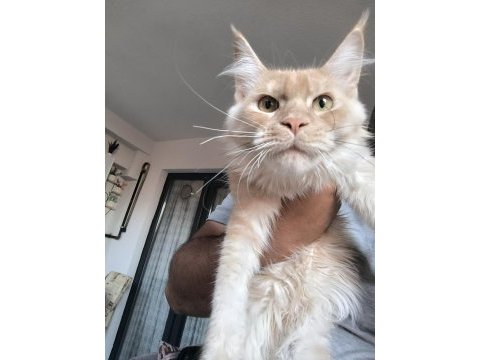 Safkan dişi maine coon