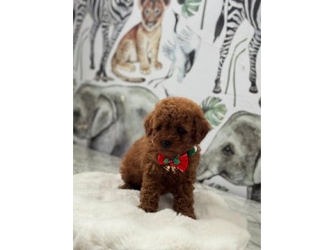 Toy poodle köpeği