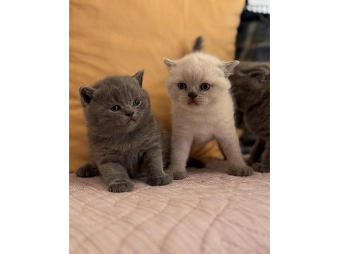 British blue point yavru