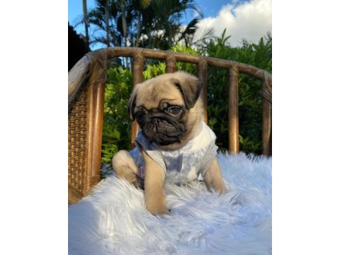 Irk garantili pug yavruları