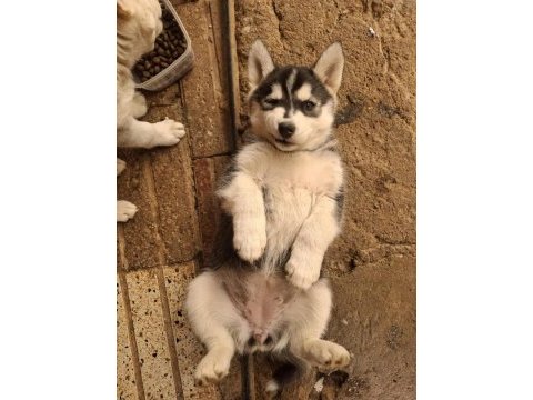 Husky sibirya kurdu