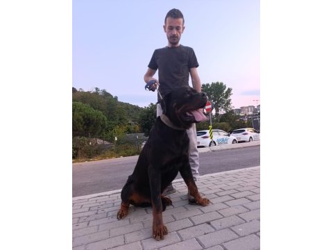 1 buçuk yaşındaki aktif erkek rottweiler