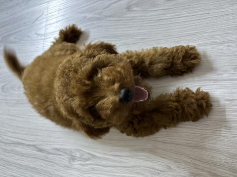Sahiplendirilecek poodle 4 aylık