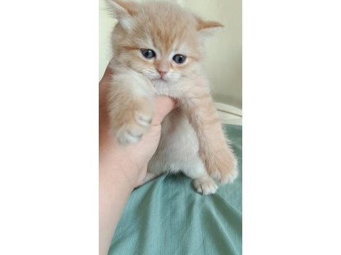 Safkan british shorthair bebeklerimiz