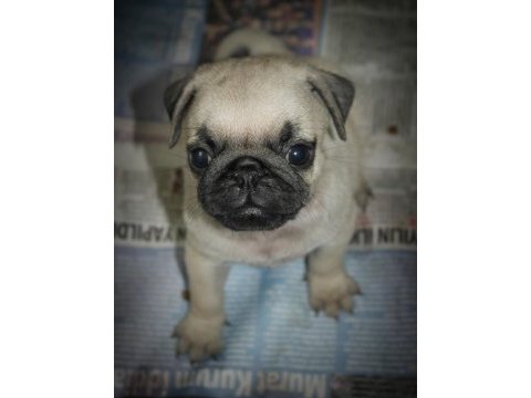 Pug mops yavrularım