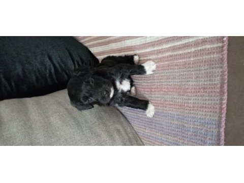 Orjinal kısa kuyruk terrier köpekler