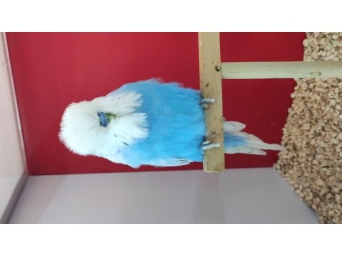 Damızlık spangle show erkek muhabbet kuşu