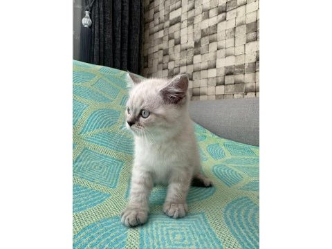 Erkek british shorthair 2 aylık yavru