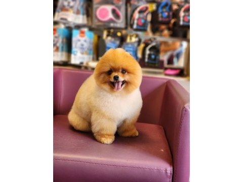 Muhteşem pomeranian boo