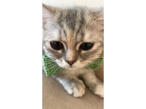 British shorthair melezi